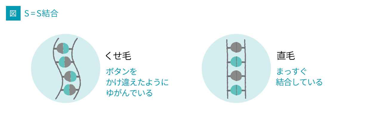 くせ毛ってどうして起こるの くせ毛が気になる女性のためのヘアケア情報サイト くせ毛labo By プロカリテ