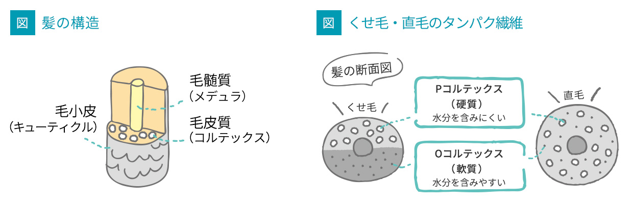 髪の構造図