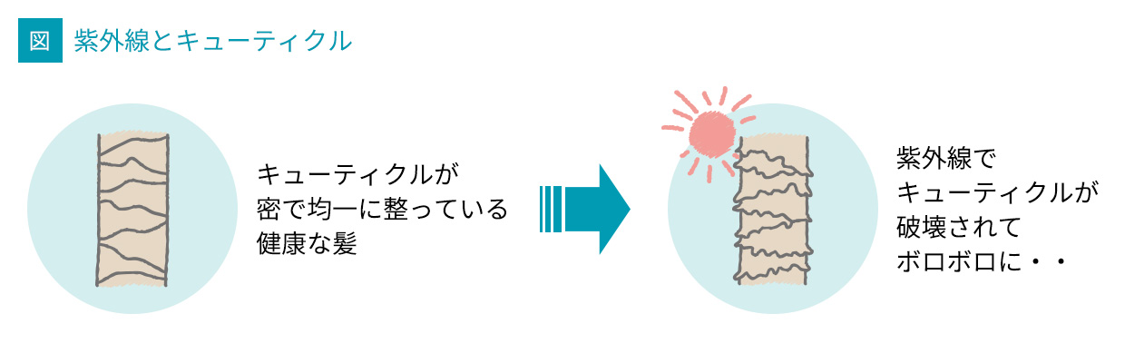 紫外線とキューティクル画像