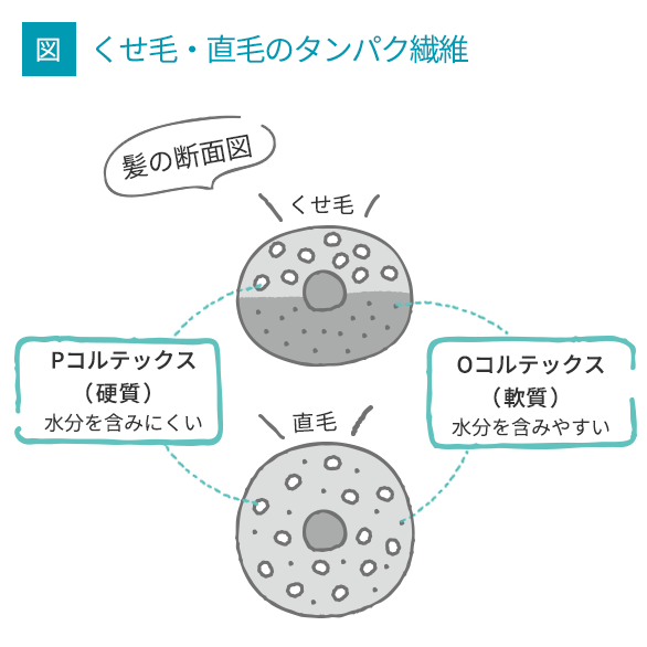 くせ毛はたんぱく質分布が不均一画像