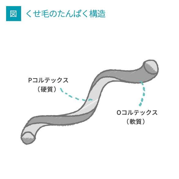 くせ毛のたんぱく構造画像